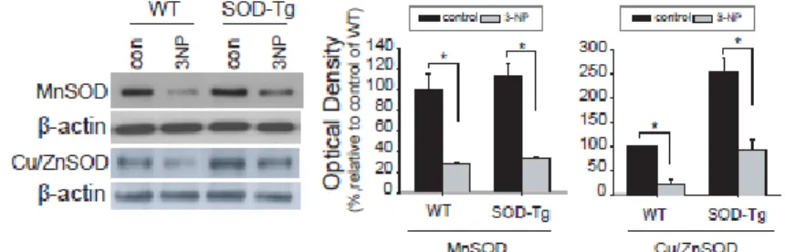 Figure  4.  The  alteration  of  ROS  scavenging  enzyme  protein  level  in  the  striatum  of  wt  and  SOD  tg  mice  after  3-NP  infusion