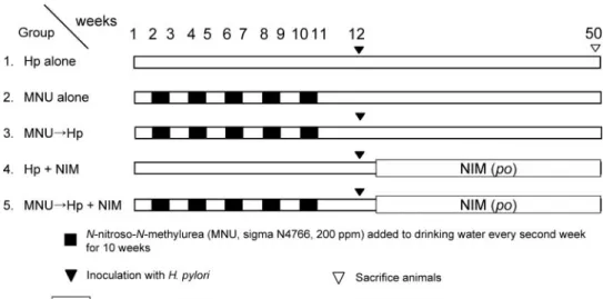 Fig. 1 The study design. Ani-