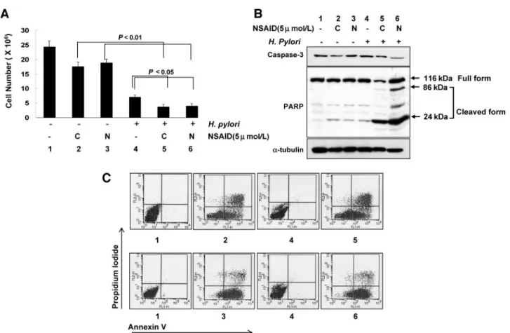 Fig. 6 In vitro experiments with AGS cells. A, cell survivals after each treatment analyzed by cell counts
