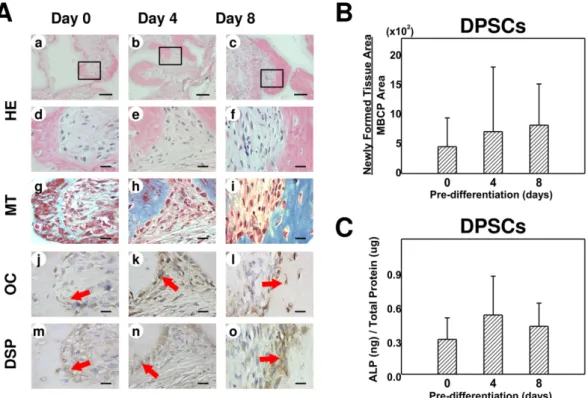 Figure  1.  Histological  characteristics  of  dental  pulp  stem  cell  (DPSC)  transplants