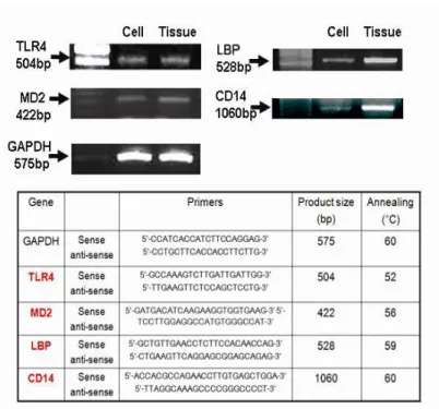 Figure  1.  Normal  human  conjunctival  epithelial  cells  and  cultured  human  conjunctival epithelial cells (HCECs) express TLR4, MD2, LBP, and CD14-specific  mRNA