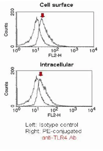 Figure  2.  TLR4  is  expressed  intracellularly  and  on  the  cell  surface  of  human  conjunctival  epithelial  cells  (HCECs)