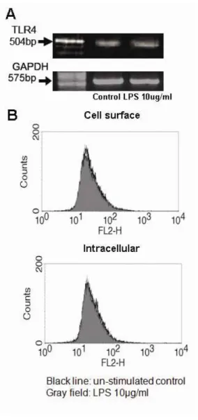 Figure 6. TLR4 expression is not induced on cultured human conjunctival epithelial  cells (HCECs) by LPS stimulation
