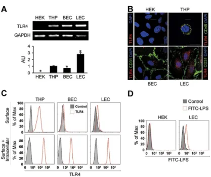 Figure 3. TLR4 in LECs is a functional receptor mediating LPS- LPS-induced NF- ␬B signaling