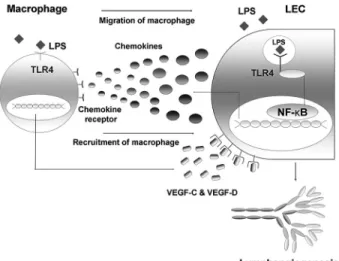 Figure 7. Schematic diagram on the role of TLR4 in LECs in the context of LPS-induced inflammation, resulting in lymphangiogenesis by chemotactic migration of macrophages that produce VEGF-C and VEGF-D