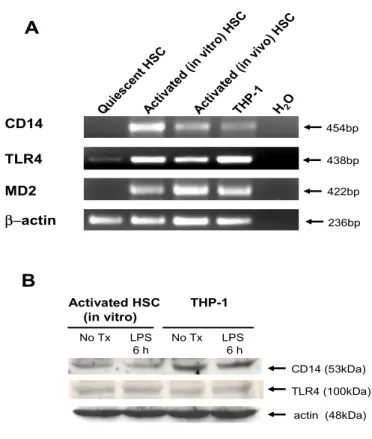 Figure 1. Expression of LPS receptors in human HSCs. (A) CD14, TLR4, and MD2  mRNA expression was assessed by RT-PCR
