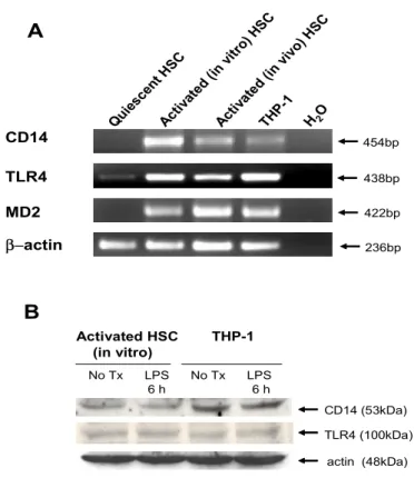 Figure 1. Expression of LPS receptors in human HSCs. (A) CD14, TLR4, and MD2  mRNA expression was assessed by RT-PCR