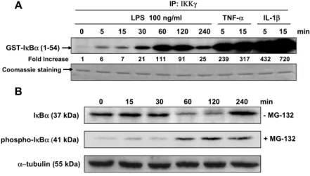 Figure 2. LPS stimulates IKK activity, I κBα phosphorylation and IκBα degradation. (A) Time 