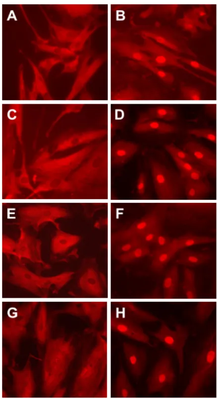 Figure 5. LPS-induced p65 nuclear translocation is blocked by HTA 125 or Polymyxin B.  Immunofluorescent staining was used to assess the p65 nuclear translocation in HSCs