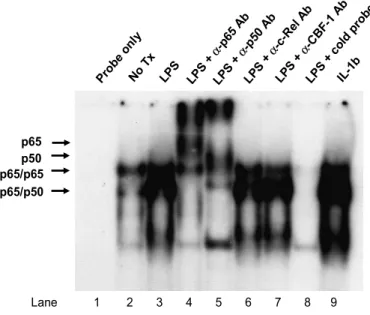 Figure 6. LPS stimulates NF- κB DNA-binding activity in activated human HSC. 