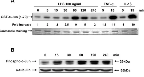 Figure 7. LPS activates JNK in activated human HSCs. HSCs cultured in DMEM 