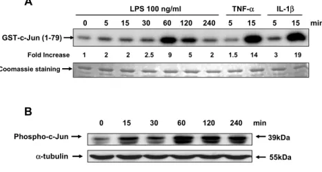 Figure 7. LPS activates JNK in activated human HSCs. HSCs cultured in DMEM 