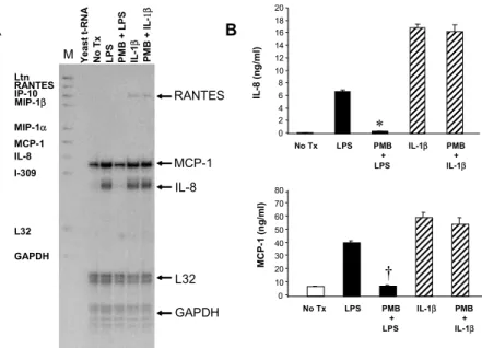 Figure 8. LPS induces the secretion of IL-8 and MCP-1 in activated human HSCs. (A)  RNase protection assay was performed to assess mRNA expression of chemokines in  HSC