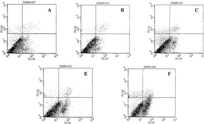 Figure 2. Flow cytometric analysis of apoptotic cells using Annexin V-FITC. Rabbit cornea endothelial cells were left untreated 
