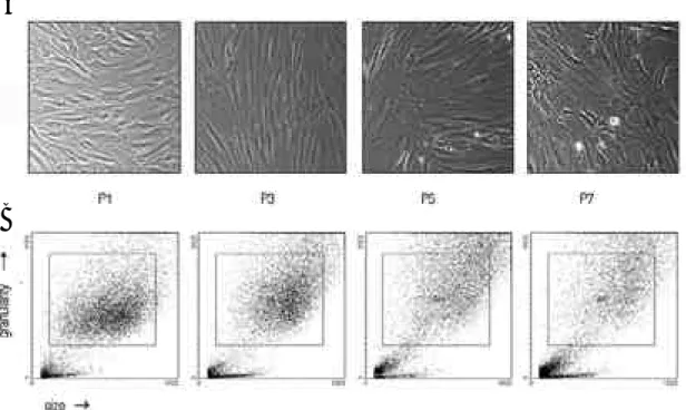 Fig. 1. Phenotypical properties of serially subcultured human mesenchymal stem cells. (A) The phenotype changed