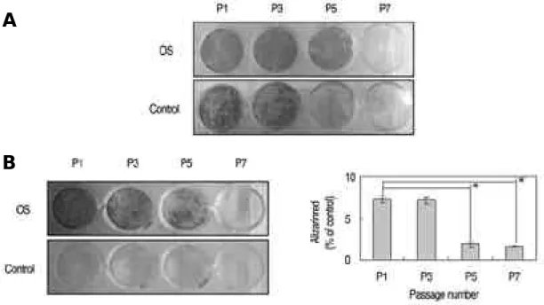 Fig. 6. Analysis of osteogenic MSCs by histochemical staining. The serially subcultured human MSCs were cultured