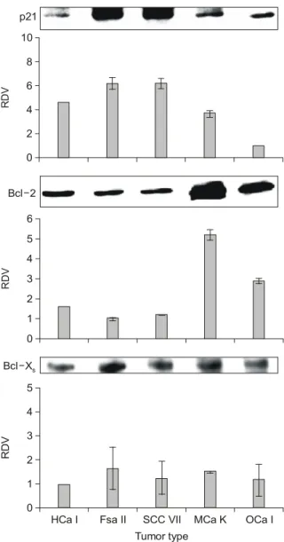 Fig.  2.  Relative  densitometric  values  (RDV)  of  constitutive 