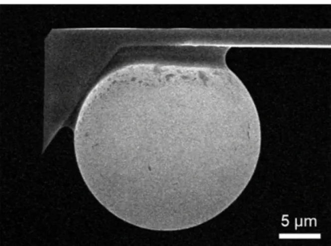 Fig. 1. Scanning electron microscope image of colloidal  probe. 