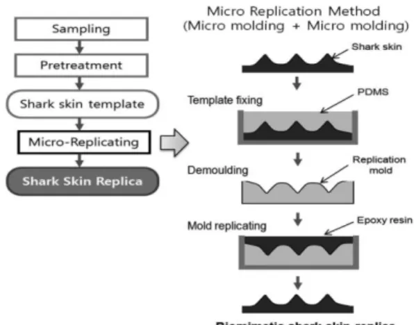 Fig. 1. Illustrations of micro replicating methods for shark skin replica.
