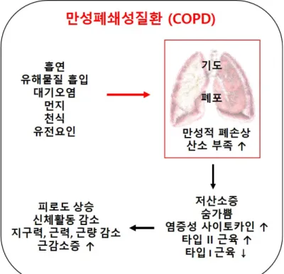 그림  4.  만성폐쇄성질병에서의  근위축증.