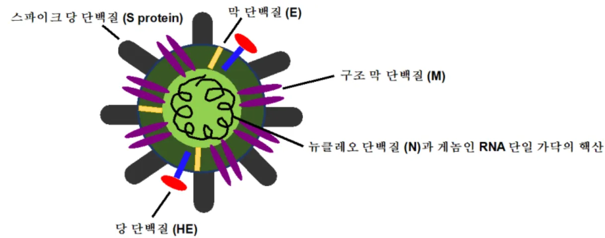 그림  1. SARS-CoV-2  구조  모형  [16]. 