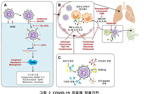 그림  2. COVID-19  치료제  작용기전. 