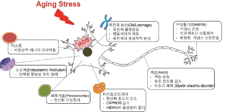 그림  4.  산화  스트레스에  따른  신경세포의  손상. 