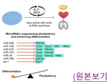 그림  4. MiRNA는  만능인자를  표적으로  줄기세포  불화화와  자가증식력  억제개요 