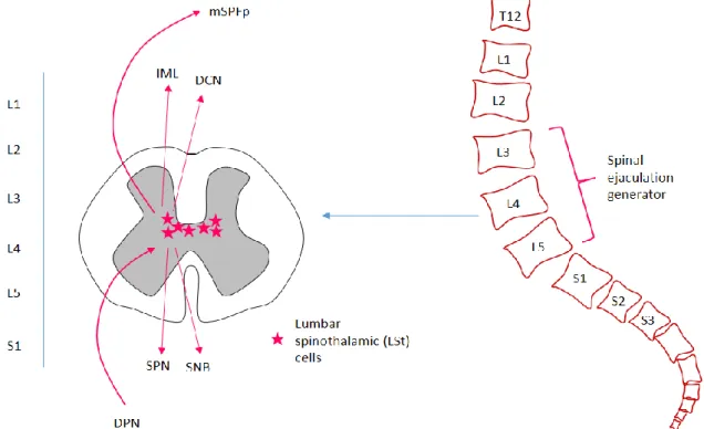 그림  2. Spinal ejaculation generator  작용  기전.  생식기로부터  오는  신호인  dorsal penile nerve (DPN)가  lumbar  spinal  cord  (L3-4)에  위치한  LSt  cell을  자극하면  LSt  cell이  사정  반사  (정액  분출)  작용을  일으키는  일련의  spinal  cord  nerve를  움직인다:  intermediolateral  cell  column  (IM