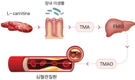 그림  5.  육류  섭취에  따른  장내  세균이  합성하는  대사체에  의한  심혈관  질환  발생  메커니즘. 