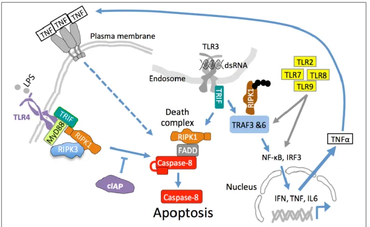 그림  4.  TLR에  의한  apoptosis  유도.  TLR3  혹은  TLR4는  강한  염증  반응을  유도하는데  apoptosis를  유발할 