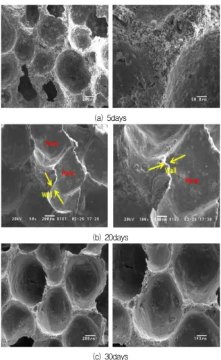 Figure 5. SEM micrographs of calcium silicate insulation as curing time