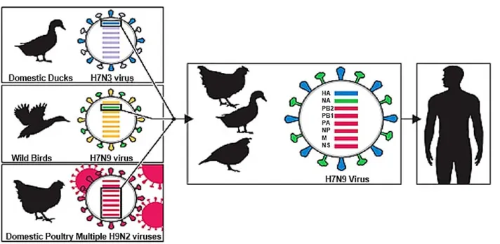 그림  3.  다수의  유전자  재편성을  거듭한  A/H7N9  바이러스의  구조[출처: CDC: Transmission of influenza virues  from animals to people] 