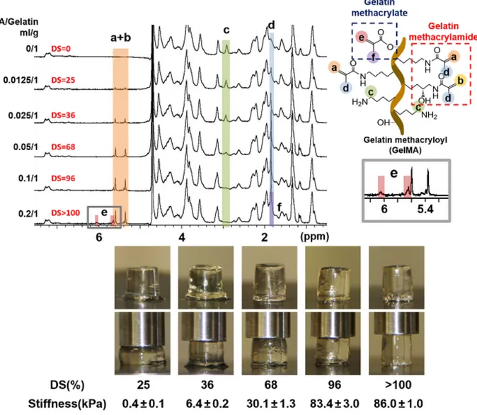 그림  2. Gelatin methacryloyl(gelatin methacrylamide와  gelatin methacrylate)의  반응비(MAA/gelatin)에  따른  치환도(DS)와  치환도에  따른  GelMA  수화젤의  경도  변화