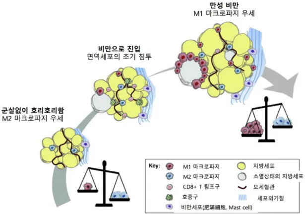 그림  7.  비만의  지방  조직에서  마크로파지의  분극화  양상[24] 