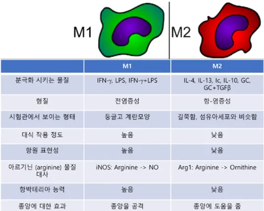 그림  3.  마크로파지  분극화에  대한  모식도[5] 