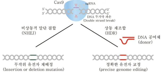 그림  1.  세포  내  DNA  수선시스템을  이용한  CRISPR/Cas9  작용  기작 