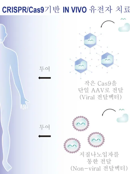 그림  2. CRISPR/Cas9  기반  in vivo   유전자  전달/치료  방법 