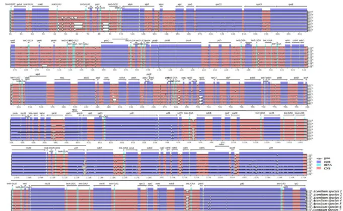 그림  4.  신규  DNA  바코드  발굴을  위한  8종의  Aconitum species의  전체  엽록체  genome의  variation  비교  분석(mVISTA 프로그램  이용),  하얀  부분은  sequence variation