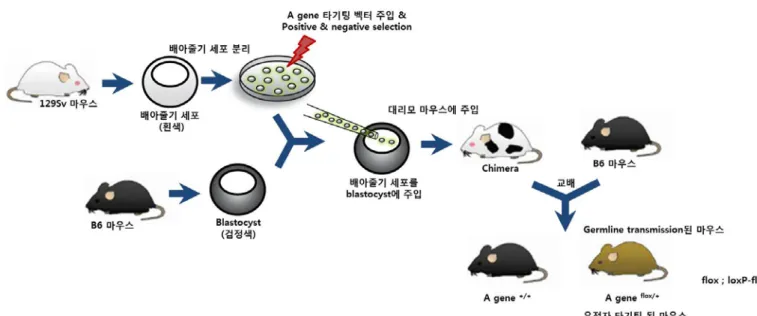 그림  3. Chimera  마우스  제작  및  germline transmission  3.  마우스  모델  개발과  활용의  국제적  추세