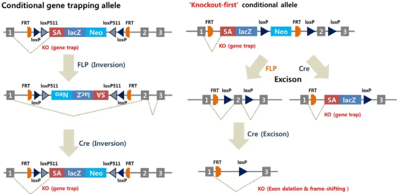 그림  5. IKMC vector-targeted allele  5. DNA  이중나선절단을  이용한  conditional KO  마우스  제작