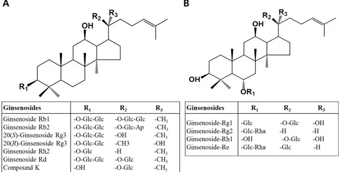 그림  1. Ginsenoside의  구조. Protopanaxadiol계  (A)  및  protopanaxatriol계  (B).  2)  홍삼 