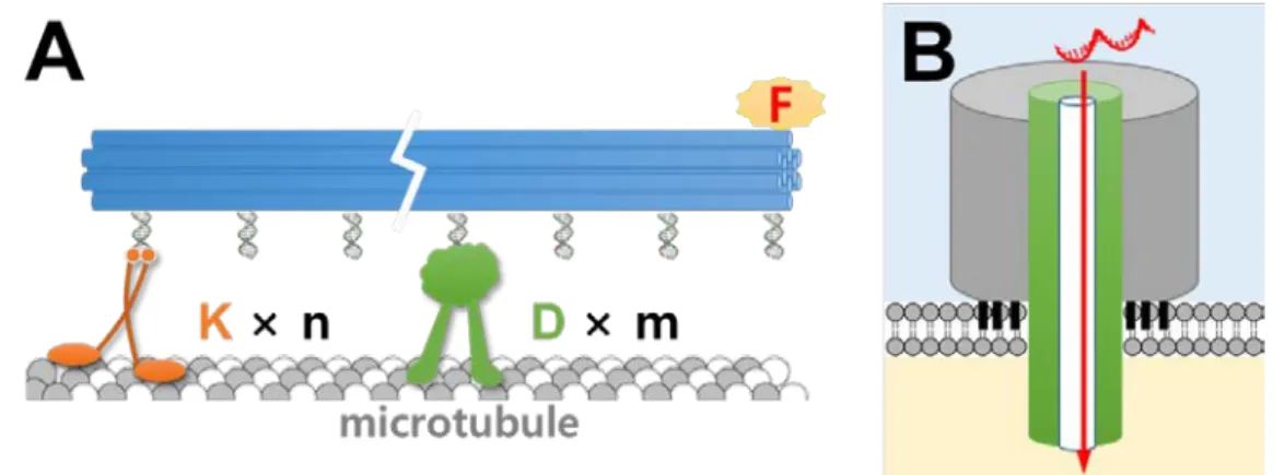 그림  5.  생물리학적  인공시스템. (A) 12 개의  이중나선으로  만들어진  길다란  DNA origami 에  kinesin  (K)  과  dynein (D) motor protein 을  위치와  개수에  따라  조합  (n + m 의  최대는  7)하여  미세소관  상에서  거동하는  움직임을  형광현미경으로  관찰하였다