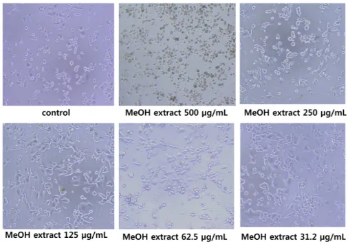 Fig. 3. Bactericidal effects of methanol extract of  H. japonicus. Serum was added in the culture media (with BSA; lower two lines) or not added (w/o BSA; upper two lines)