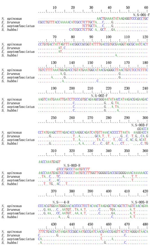 Fig. 1. Nucleotide alignment and primer information designed from 16S gene of  N. spinosus (Accession No