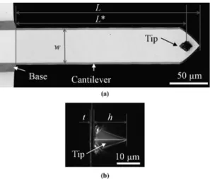 Fig. 1. Confocal microscopy images of the rectangular cantilever: (a) top view and (b) front view.