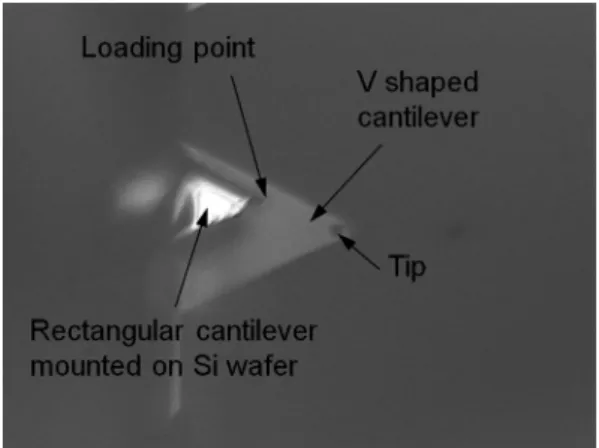 Fig. 3. Optical microscope image of pivot loading calibration method using mounted cantilever on Si wafer.