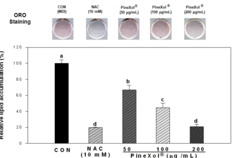 Fig. 5. Effect of PineXol ®  on lipid accumulation during adipogenesis of 3T3-L1 preadipocytes
