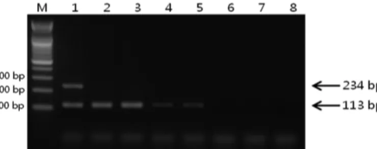 Fig. 6. Schematic diagram of PCR primers designed for GM potato EH92-527-1 event and the junction sequences between genome and transgenic region (T-DNA)