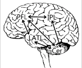 Fig. 6. Altered functional connectivity between the prefrontal lobe  (PFL), inferior parietal lobe (IPL), left anterior temporal lobe (LATL)  and cerebellum (Cer) is considered to be at the basis of the autistic  pathology.